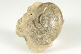 Permian Ammonite (Uraloceras) Fossil - Russia #207468-2